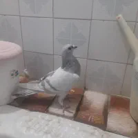 کفتر|حیوانات|مرودشت, تامین اجتماعی|دیوار