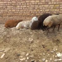 گوسفند برای قربانی