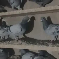 کبوتر مسافتی