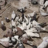 حدود ۱۵ ۲۰ عدد بار هست