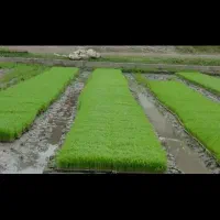 فروش بذر سینی نشا با بهترین بذر اصلاح شده