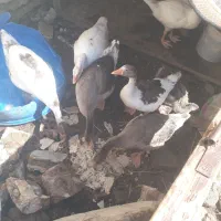سلام  غاز سالم وسرحال