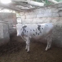 تلیسه  جنس دار