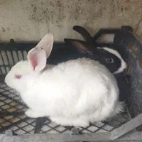 خرگوش