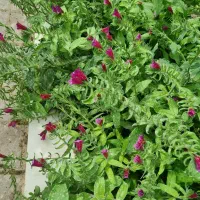 گل گاوزبان