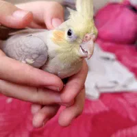 عروس هلندی ماده