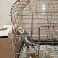 عروس هلندی
