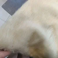 خز رو داشبوردی ماشین