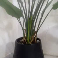 اجاره-باغ