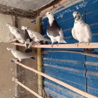 کبوتر فروشی