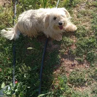 سگ بازیگوش و پشمالو شیتزو تریر ماده سفید