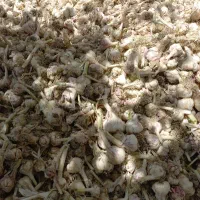 سیر نوبر درجه ۱