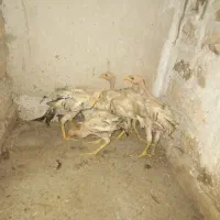 جوجه لاری اصیل