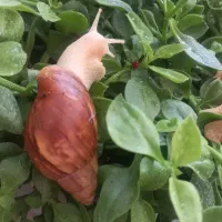 حلزون|خزنده|اراک, |دیوار