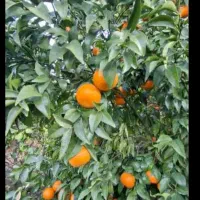 فروش میوه تنی