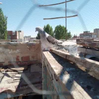 کبوتره ترکیه نر دم۲سفید
