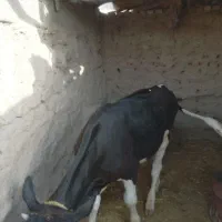 گوساله|حیوانات مزرعه|زهک, |دیوار