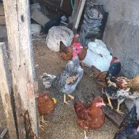خروس گردن گلابی