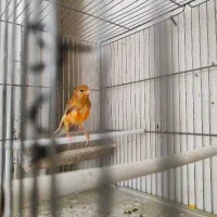 قناری نر جوجه ریز خوان