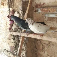 کبوتر گرفتنی