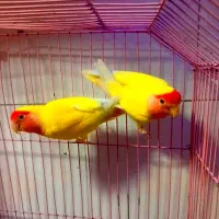 طوطی برزیلی جفت بالغ و عروس هلندی‌
