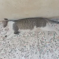 گربه ملوس با دوتا بچه گربه