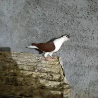 ماده دوبال سرخ عروسک