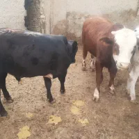 گوساله نر چاق درجه یک