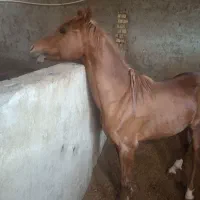 نربون عرب دوساله نیم