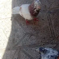 کفتر