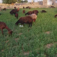 گوسفند میش همو هترو معاوضه با ماشین
