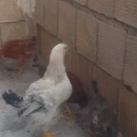 جوجه.خروس
