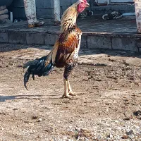 خروس لاری