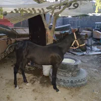 کره اسب هشت ماهه معاوضه با بره سبک
