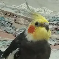 عروس هلندی گمشده