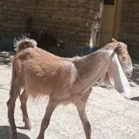 بزغاله پاکستانی‌اصل.شیر مست