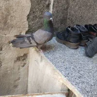 فروش کبوتر پرشی