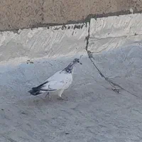 کبوتر دسپر و دیگری شازده