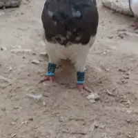 پرنده طوقی