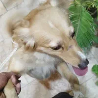 سگ پاکوتاه زرنگ