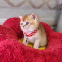 گربه طلایی چین چیلا اصیل