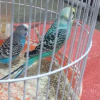 یه جفت مرغ عشق نر