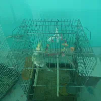 عروس هلندی و طوطی برزیلی