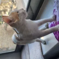 واگذاری بچه گربه