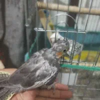 جوجه عروس هلندی