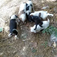 واگزاری توله سگ ۲ماهه