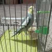 عروسی هلندی سخنگو