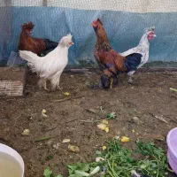 فروش چهار عدد خروس سلطان و یک عدد مرغ کوشین گلین