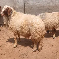 قوچ سنجابی