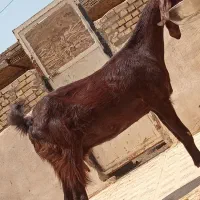 بزدرجه یک برای فروش